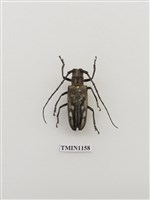 藏品(白條天牛)的圖片